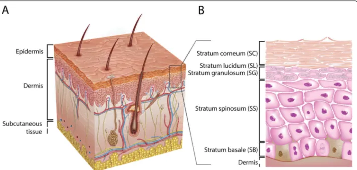 Fig. 1 Schematic overview of the human skin. (A) The skin consists of the epidermis and the dermis