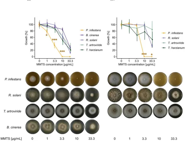 Figure 1. Inhibition of mycelial growth of P. infestans grown on V8 medium and R. solani, T