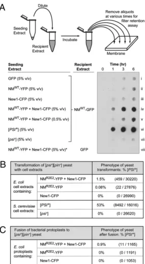Fig. 3. Cells with both NM-YFP and New1-CFP aggregates contain seeding- seeding-competent, infectious material