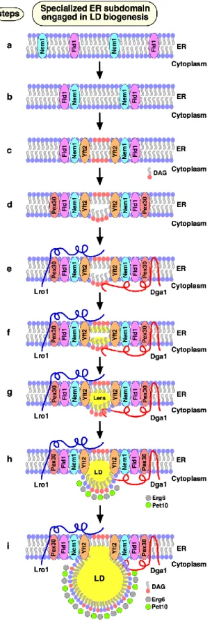 FIGURE  2:  Model  of  LD  biogenesis  from  specialized  ER  subdo- subdo-mains. a) Fld1 and Nem1 show punctate ER distribution in yeast  mutants lacking LDs