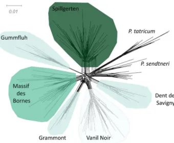 Fig. 2    Neigbour-Net network based on proportions of SNPs among  all 136 studied samples from the Papaver alpinum complex analyzed  here