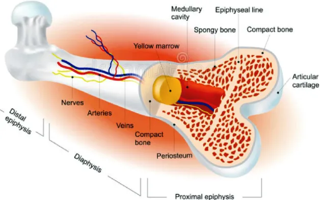 Figure 1.  Schematic representation  of  a typical  adult  long bone  gross  structure