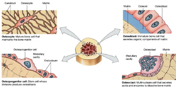 Figure  3.  Bone  type  of  cells:  osteoprogenitor  cells,  osteoblasts,  osteocytes,  and  osteoclasts