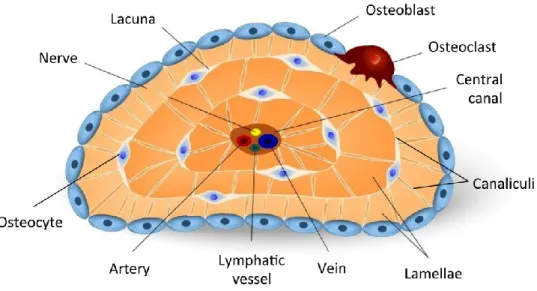 Figure  4.  Schematic  representation  of  the  osteocytic  lacunocanalicular  system