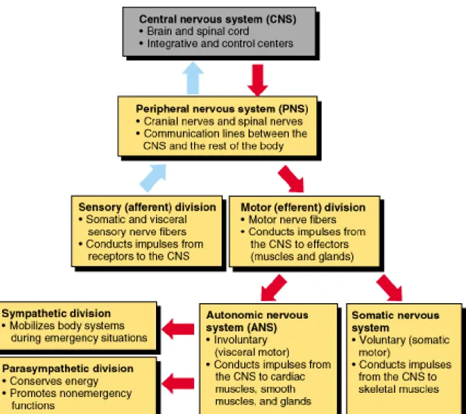 Figure  11.  Functional  organization  of  the  peripheral  nervous  system.  The  PNS  is  divided  into  sensory  (afferent)  and  motor  (efferent)  divisions