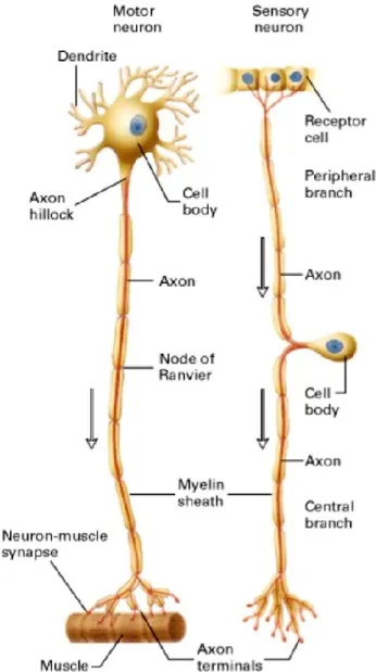 Figure  12.  Schematic  representation  of  neuron  structure.  (Left)  A  motor  neuron  with  a  single axon projected from the cell body, which is located in the ventral root ganglion, to the  effector cell