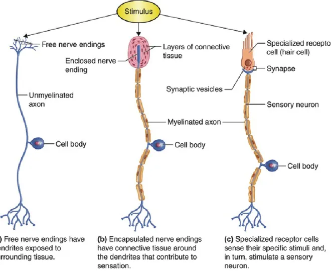 Figure 14. Schematic representation of sensory receptor types. (a) Simply receptors are  neurons with free nerve endings