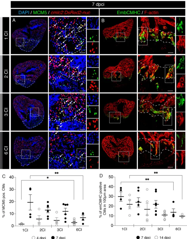 Figure 6.  A decreased activation of cardiomyocyte proliferation and dedifferentiation after multiple cryoinjuries