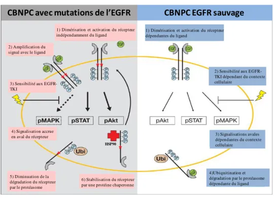 Figure 14: Conséquences  biologiques des mutations L858R et Del19 de l’EGFR dans les CBNPC.