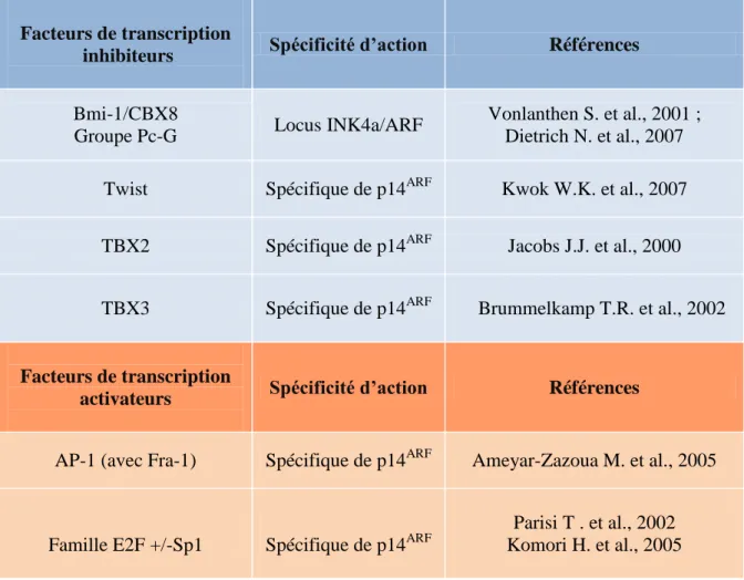 Tableau 4 : Facteurs de transcription  impliqués dans la régulation du locus INK4a/ARF  ou de p14 ARF spécifiquement.