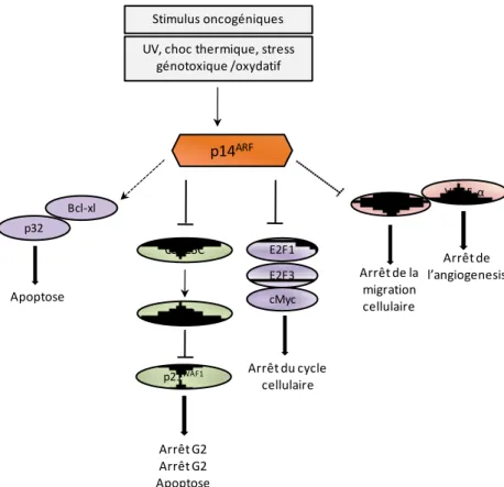 Figure 20: p14 ARF exerce des fonctions suppresseur de tumeur indépendemment de p53.