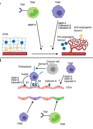 Fig. 2 Mechanisms of tumor angiogenesis and lymphangiogenesis promotion by TAMs and TEMs