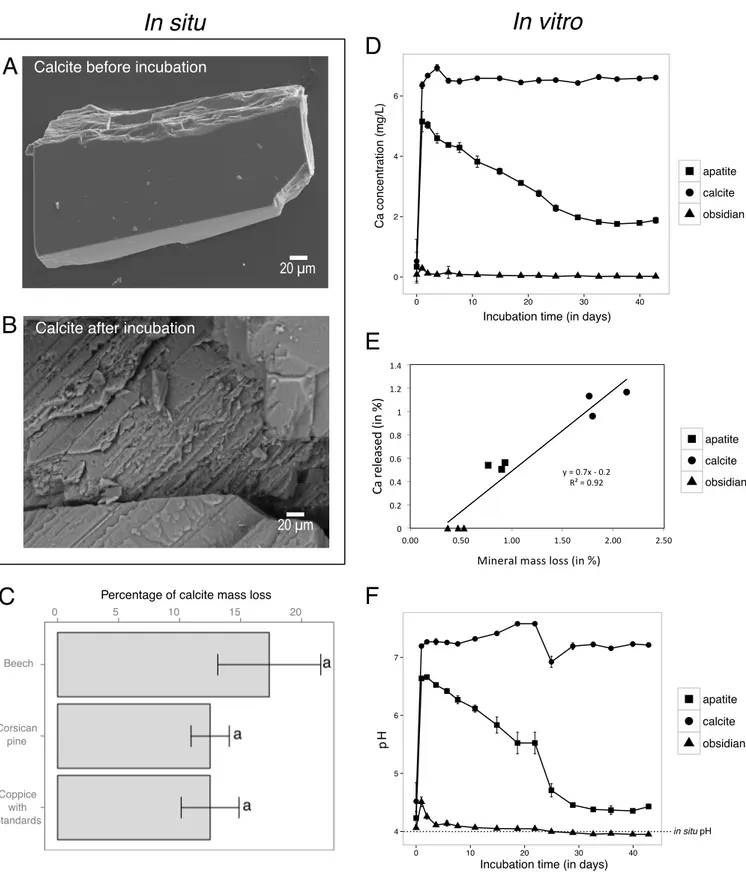 FIG 1 Mineral weatherability under soil conditions and in a microcosm experiment. (A and B) Representative scanning electron micrographs from calcite particle observed before (A) and after (B) a 2.5-year incubation in the soil under a beech stand