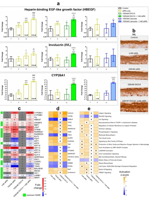 Figure 1: DX314 potentiates atRA gene expression effects in healthy RHE. (a) Relative expression of  HBEGF, IVL, and CYP26A1 mRNA by RT-qPCR