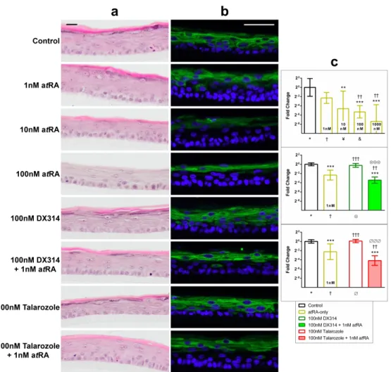 Figure 3: DX314 potentiates the effects of atRA on the expression and localization of keratin 10  (KRT10) in Darier disease (DD) RHE