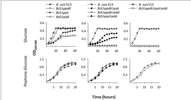 FIGURE 2 | Deletion of ppdk, pyk, and edd abrogates growth of B. suis 513 on glucose as sole C source
