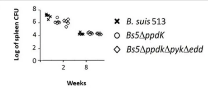 FIGURE 4 | The triple mutant Bs51ppdk1pyk1edd is not attenuated in the mouse model. Each point is the mean ± standard deviation (n = 5) of the logs of CFUs per spleen in technical triplicates
