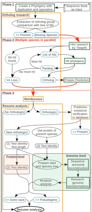 Figure 2. Method for identifying lineage-specific gene losses and pseudogenes. Parchment illustrates the necessary data for starting a study