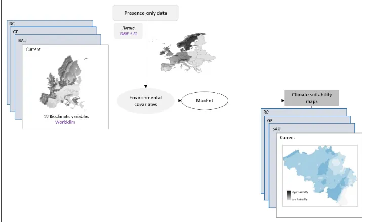Figure  2.  Overall  approach  for  the  modelling  of  climate  suitability  across  Europe  and  Belgium  using  19  bioclimatic variables and presence-only data from the GBIF database and forest inventories 