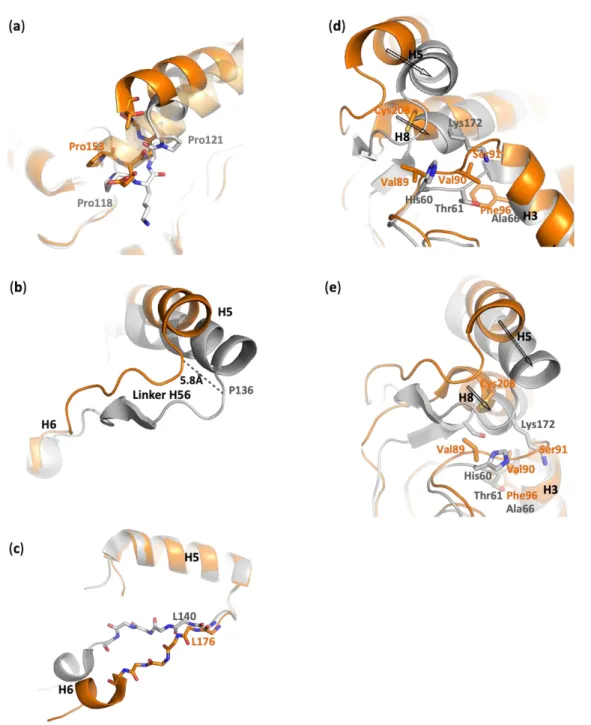 Figure 3. Comparison of Palaeococcus ferrophilus (PFL) (gray) and semi-open human monoglyceride lipase (hMGL) (pdb  code  3jw8,  chain  A,  orange)