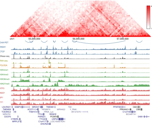 Figure 1. Chromatin features associated with RAD21 loops in GM12878 cell line. Hi-C interaction frequencies are shown in the top panel and ChIA-PET interactions are represented as blue arcs in the second panel