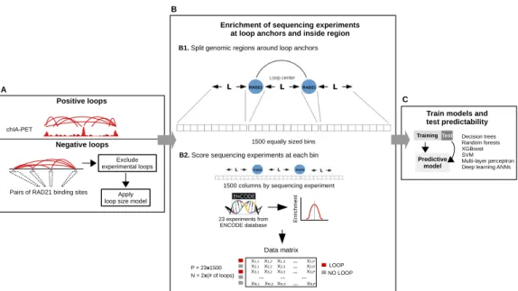 Figure 2. Illustration of the integrative machine learning schema for the prediction of chromatin loops.
