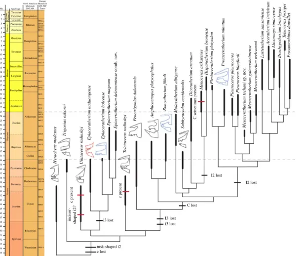 Figure 7. Optimization of characters 73 – 75, 79 and 81 – 82 with the ACCTRAN parameter in early-branching Rhinocerotidae, mapped on the single most parsimonious tree