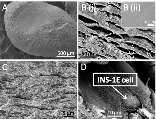 Figure  2.  Morphology  and  structure  of  a  cell-laden  alginate  microcapsule.  SEM  micrographs of a cell-laden alginate microcapsule (A), its surface (B) and core (C), as well as  encapsulated  INS-1E  cells  (D)