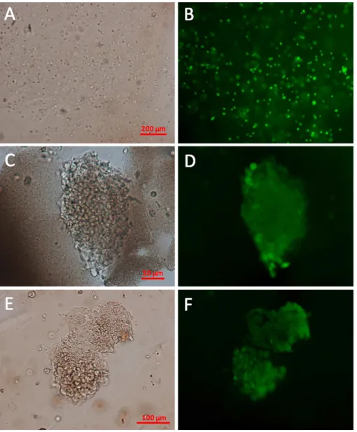 Figure  6.  Viability  of  encapsulated  INS-1E  cells.  Optical  micrograph  of  the  FDA-stained  INS-1E cells encapsulated in alginate@TiO 2  microcapsules 1-h (A), 35-day (C) and 42-day (E)  post-encapsulation