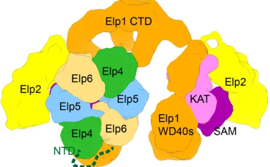 Figure 6. The remarkable asymmetrical structure of the Elongator complex. Elp1 (orange), Elp2  (yellow), Elp3 (pink), Elp4 (green), Elp5 (blue), and Elp6 (sand) are shown in a topological model of  the two-lobed Elp1-2-3 subcomplex and asymmetrical binding