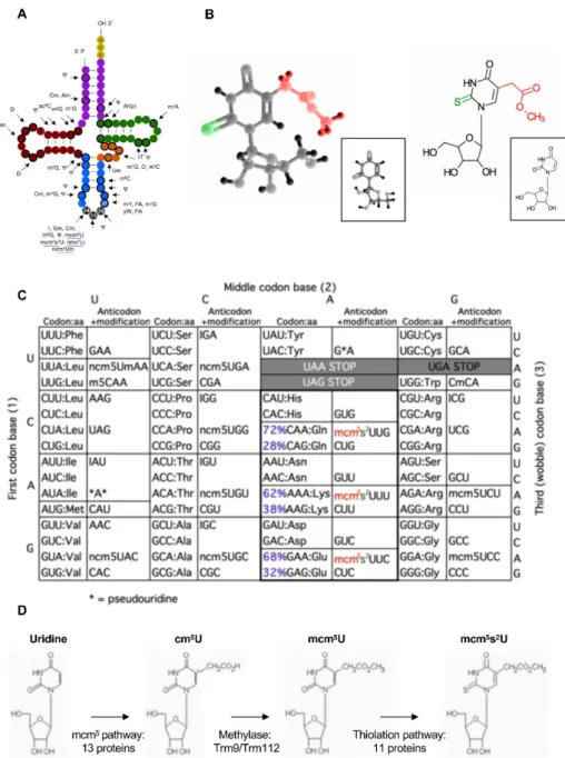Figure 1. Elongator-dependent modifications of tRNAs. (A) tRNA modifications found in cytoplasmic  tRNAs of S