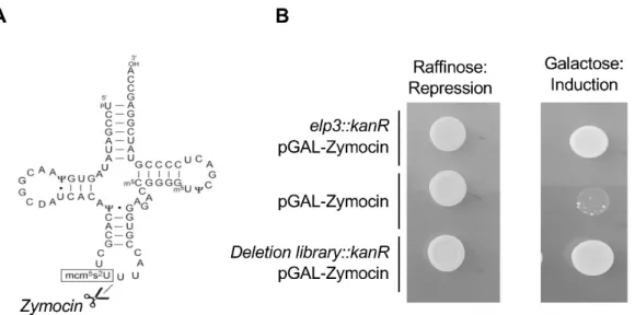 Figure 3. Identification of the genes necessary for the synthesis of the mcm 5 s 2  modification in budding  yeast using zymocin