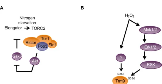 Figure 5. Schematic view of the integration of the Trm9 and Elongator-dependent mcm 5  modification  with cellular signaling pathways