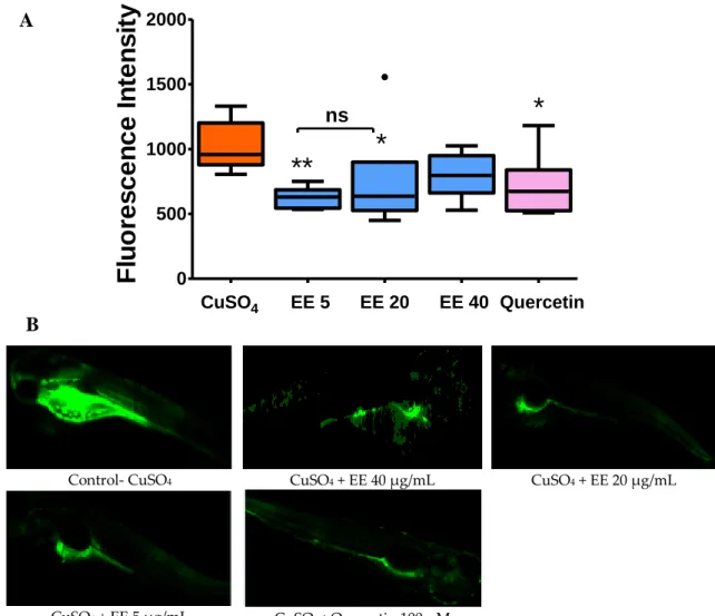 Figure  3.  Inhibitory  effect  of  ethanol  extract  (EE)  from  leaves  of  C.  cyrtophyllum  Turcz  on  CuSO 4 -stimulated  ROS  production  in  zebrafish  larvae