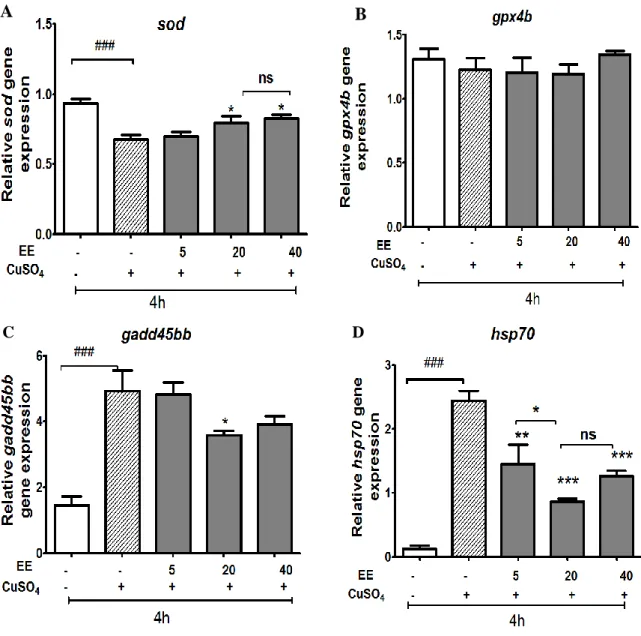 Figure 4. Effect of ethanol extract (EE) of  C. cyrtophyllum Turcz leaves on expression of antioxidant  genes: sod (A); gpx4 (B); hsp70 (C), and gadd45bb (D)