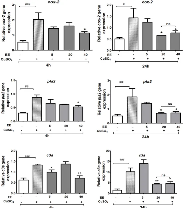 Figure 5. Effect of ethanol extract (EE) of C. cyrtophyllum Turcz leaves on the expression of genes in  the eicosanoid pathway  (pla2, cox‐2, and c3a.). The  zebrafish larvae were exposed to EE for 1 h and  CuSO 4  10 μM for  4 and 24 h. After 4 or 24 h, l