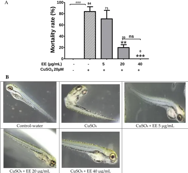 Figure 1. Protective effect of the ethanol extract of C. cyrtophyllum leaves (EE) against CuSO 4  toxicity