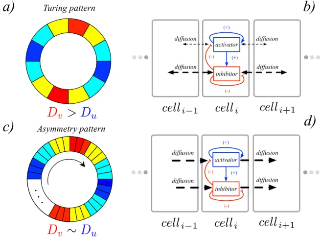 FIG. 1. Conventional Turing instability vs. the asymmetry-driven model: a schematic representation