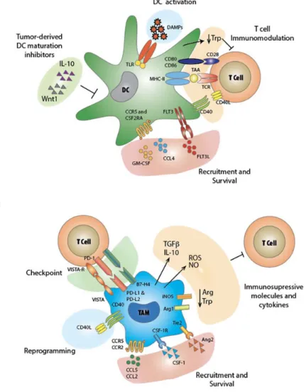 Figure 1.  Cross‐talk between tumor microenvironment–innate  immunity–T cell.  (a) Dendritic cells  (DCs).  DCs are recruited in  the tumor microenvironment through  a  series  of cues released in  the  tumor stroma. There, cancer cells produce a series of