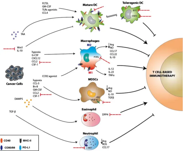 Figure  2. Direct  and  indirect  contribution  of  innate  immune cells  in  T‐cell‐based  immunotherapy. 
