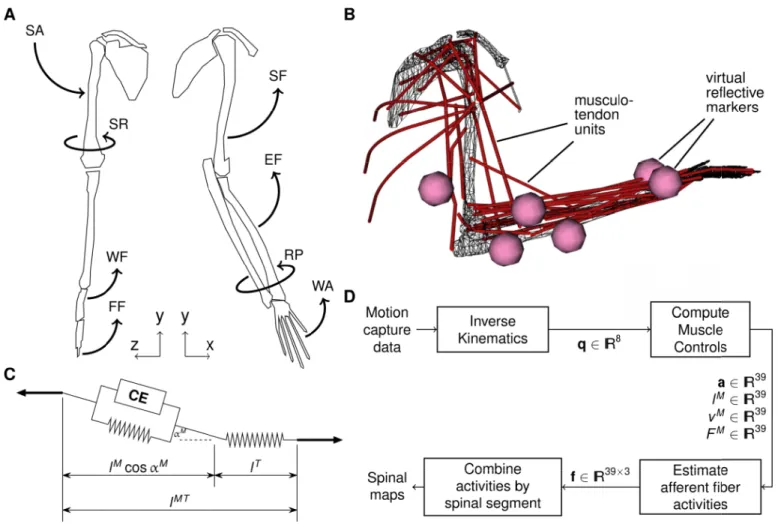 Fig. 1. Modelling approach. A: the Macaca Fascicularis right arm model of 8 bone structures, articulated around 8 degrees of freedom (SA: shoulder adduction, SR: shoulder rotation, SF: shoulder flexion, EF: elbow flexion, RP: radial pronation, WF: wrist fl