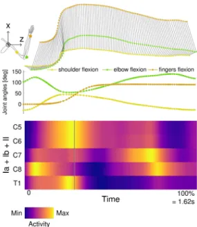 Fig. 7. Spinal map of combined estimated proprioceptive feedbacks of Mk-Sa, during a standardized reaching and grasping task