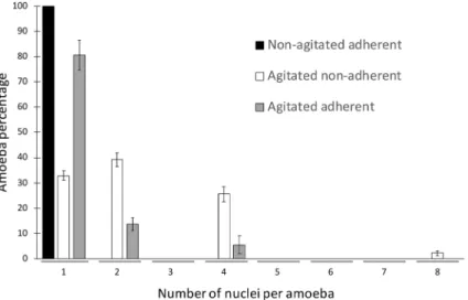 Figure 4.  Time-lapse microscopy. Live amoebae previously non-agitated (a) or agitated (b) for 24 h were  monitored for 28 min under light microscope using cytokinesis compatible conditions (without agitation)