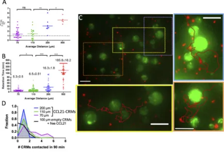 Fig. 7. Dense chemokine point sources elicit local chemoattraction and “hopping” of resting T- T-cells between adjacent sources
