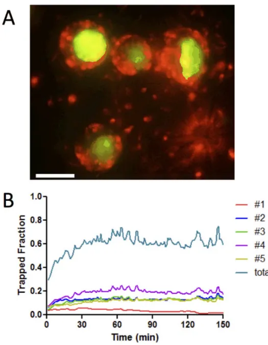 Fig. 8. Activated T-cells are trapped by weak localized gradients even in the presence of dense attractant sources