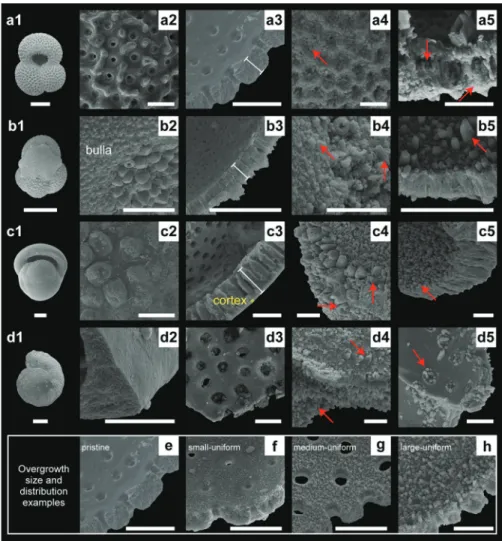 Fig. 5. Scanning Electron Microscope (SEM) images of (a) G. ruber (w), (b) G. glutinata (w/b), (c) P