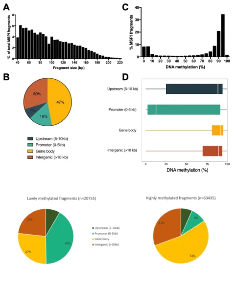 Figure 3: A: Volcano plot representations of significance and differential methylation in analysed fragments.