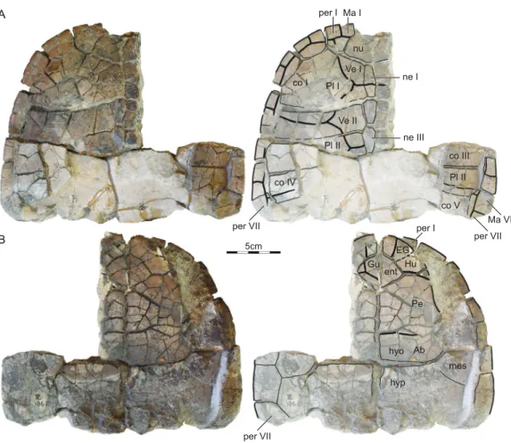 Figure 4 ISI R186, Kurmademydini indet., Maharashtra, India, Lameta Formation, Late Cretaceous (Maastrichtian)