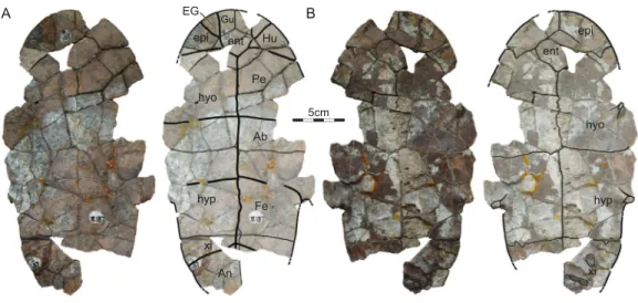 Figure 5 ISI R187, Kurmademydini indet., Maharashtra, India, Lameta Formation, Late Cretaceous (Maastrichtian)