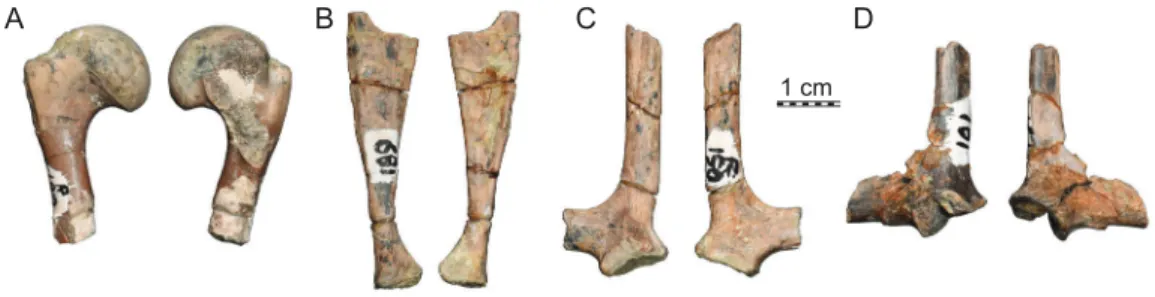 Figure 6 ISI R187, Kurmademydini indet., Maharashtra, India, Lameta Formation, Late Cretaceous (Maastrichtian)